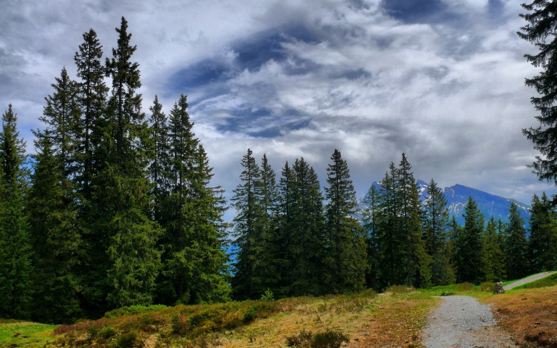 Pine Forest IPhone Wallpaper (61+ images)
