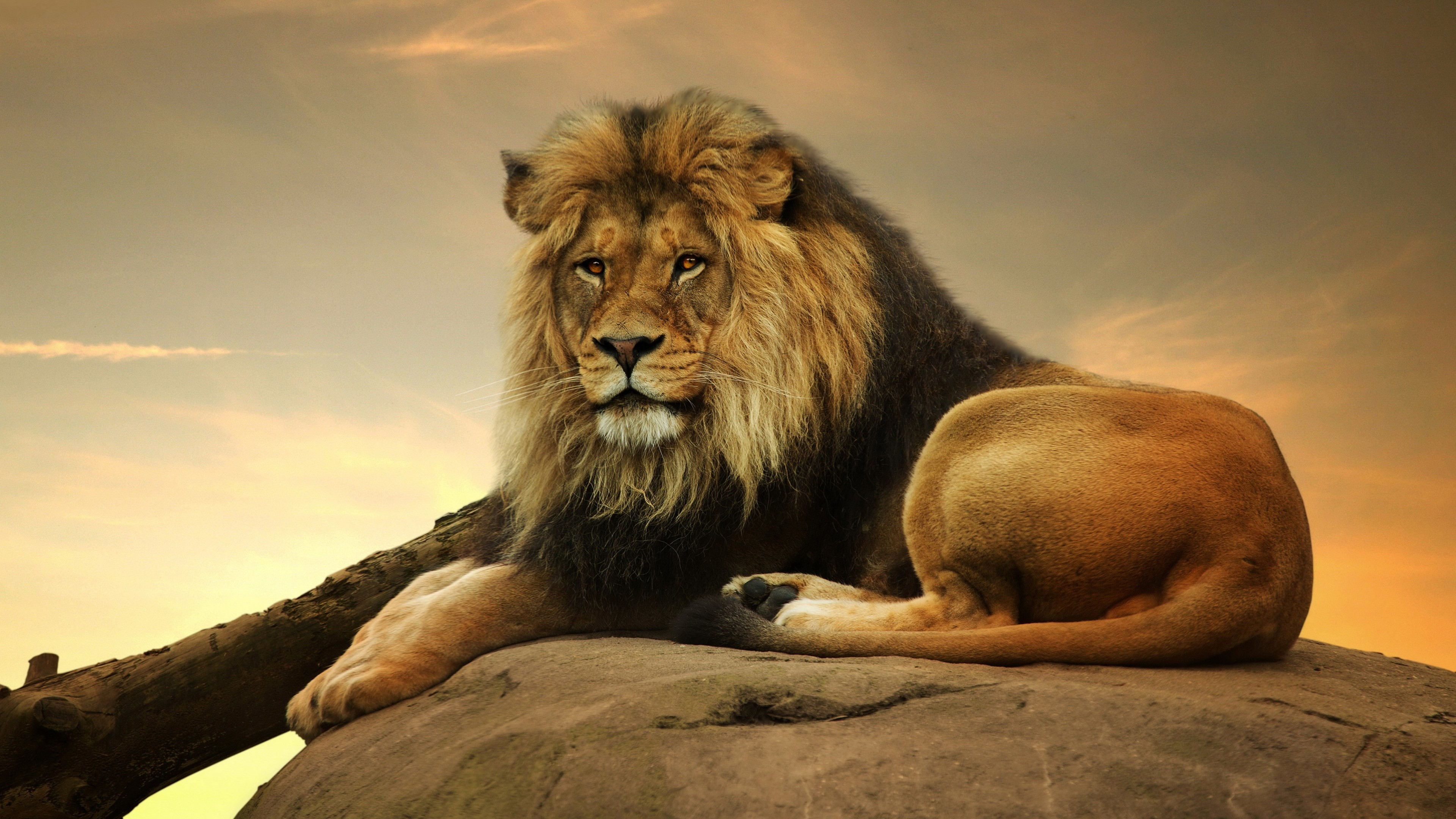 Animals Desktop Wallpaper (63+ images)