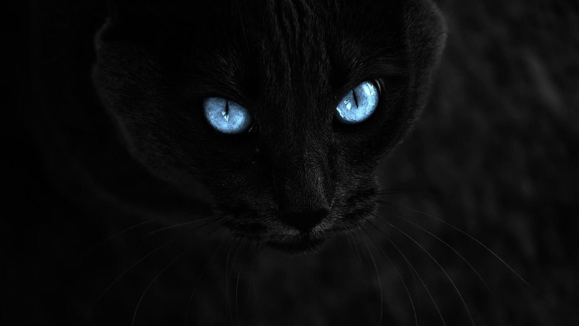 Black Cat Eyes Wallpaper (69+ images)