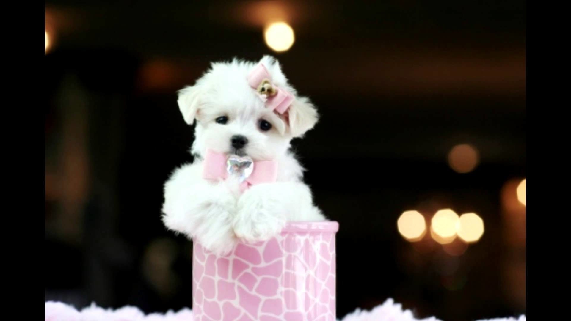 Teacup Puppies Wallpaper (44+ images)