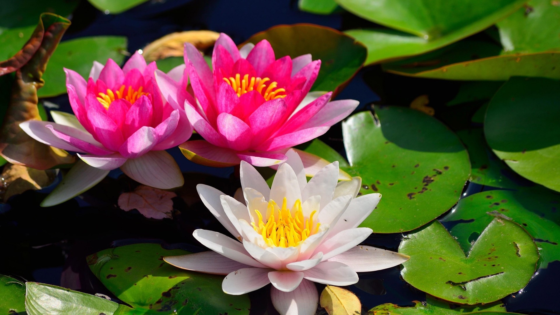 Lotus HD Wallpaper (73+ images)