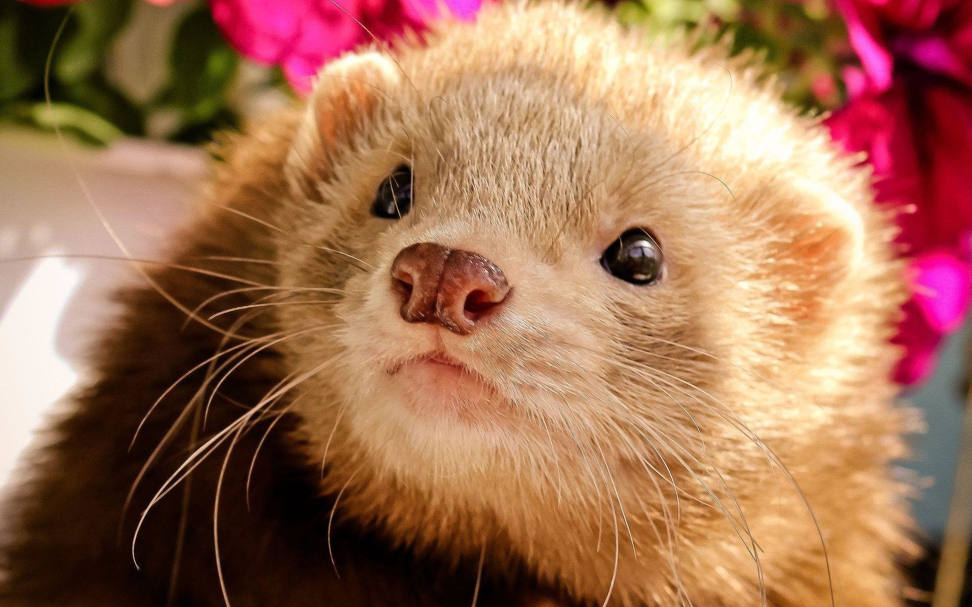 Cute Ferret Wallpaper (72+ images)
