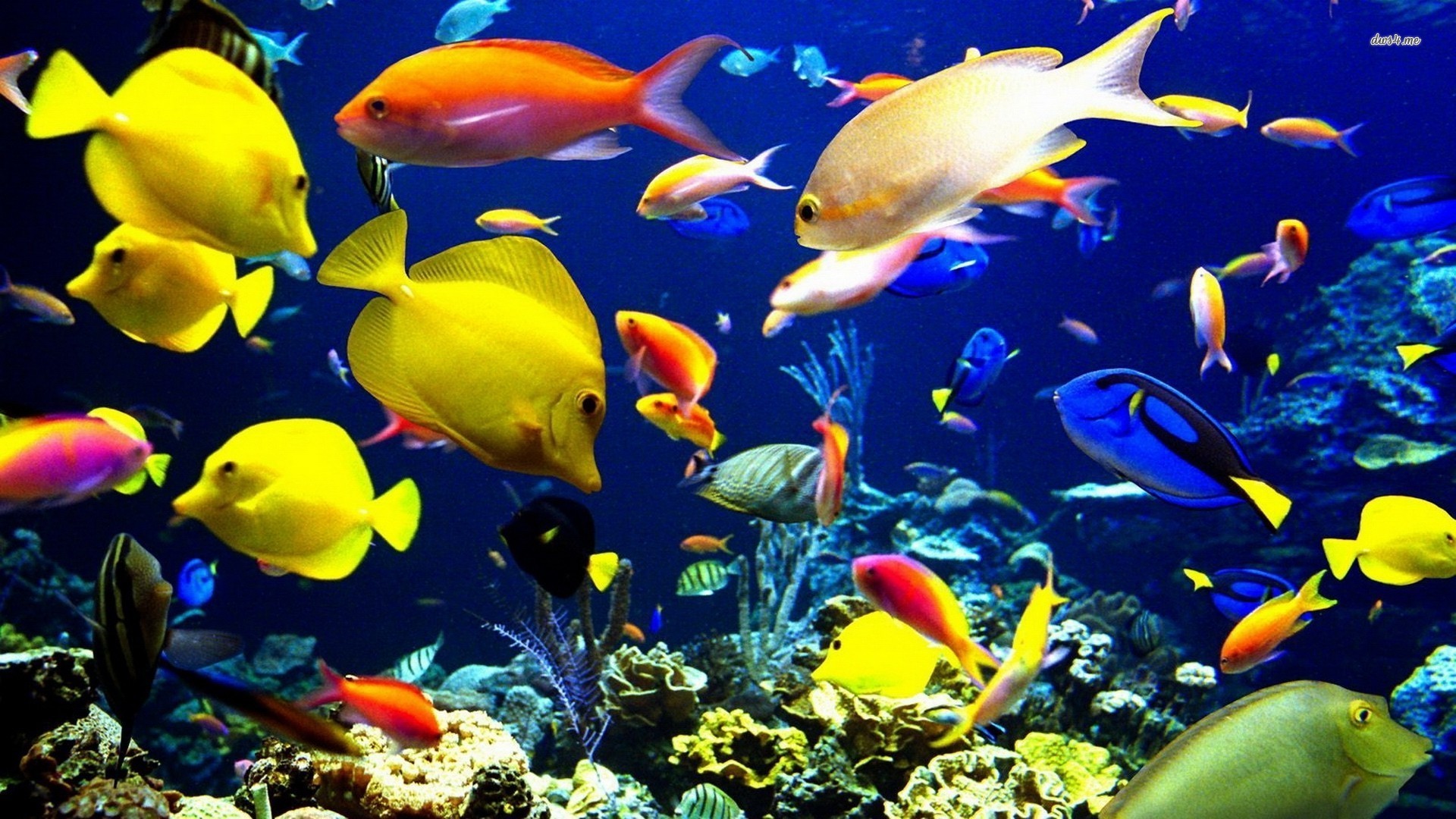 Saltwater Fish Wallpaper (58+ images)