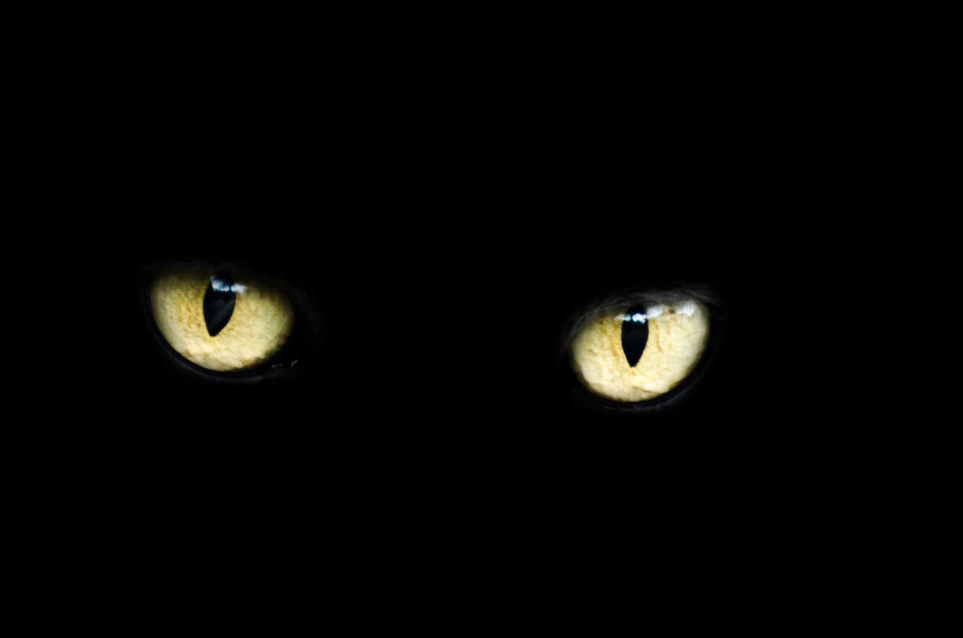 Black Cat Eyes Wallpaper (69+ images)