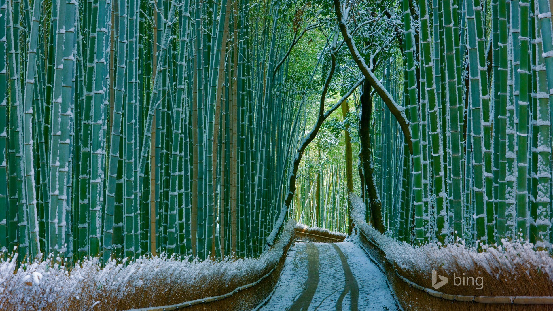 Bamboo Forest Japan Computer Wallpaper (51+ images)