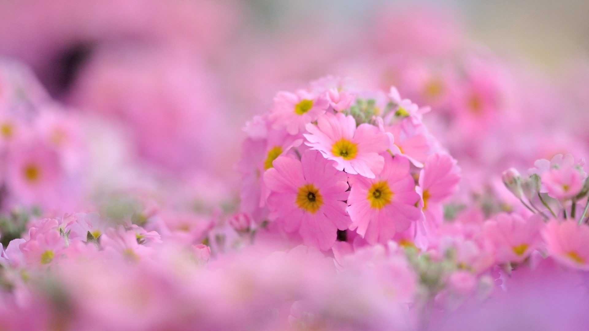 Beautiful Wallpapers for Desktop Full Screen (55+ images)