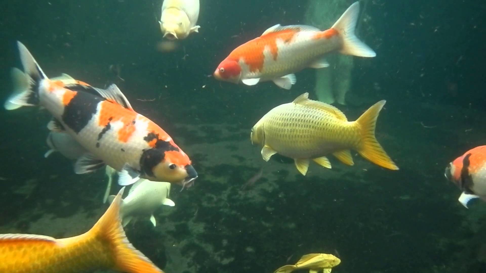 Koi Fish Live Wallpaper (56+ images)