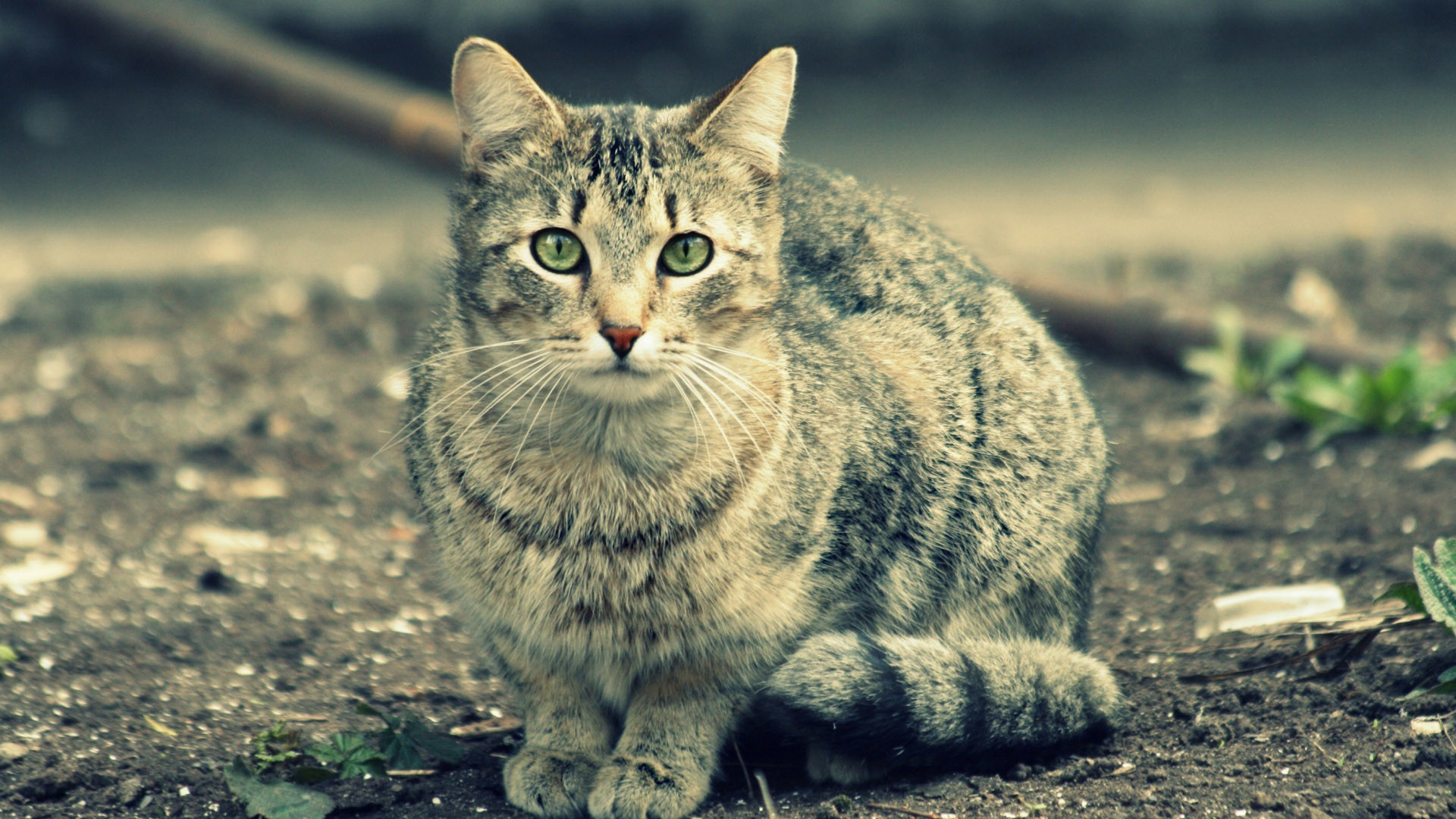 HD Cat Wallpapers 1920x1080 (69+ images)