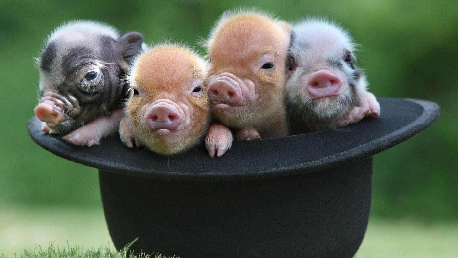Baby Pigs Wallpapers (60+ images)