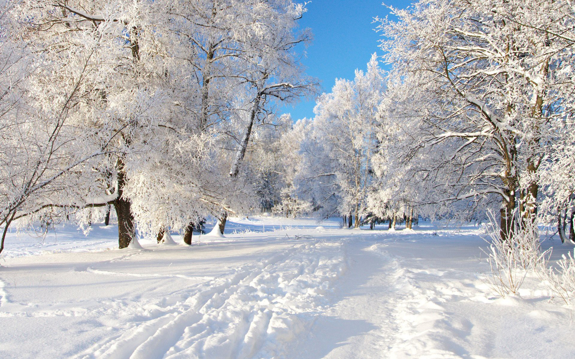 Winter Wonderland Scenes Wallpaper (38+ images)