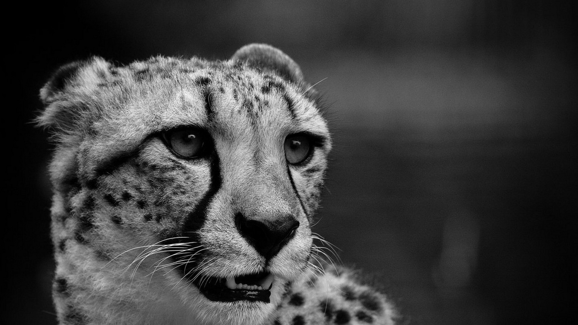 Black Cheetah Wallpaper (69+ images)