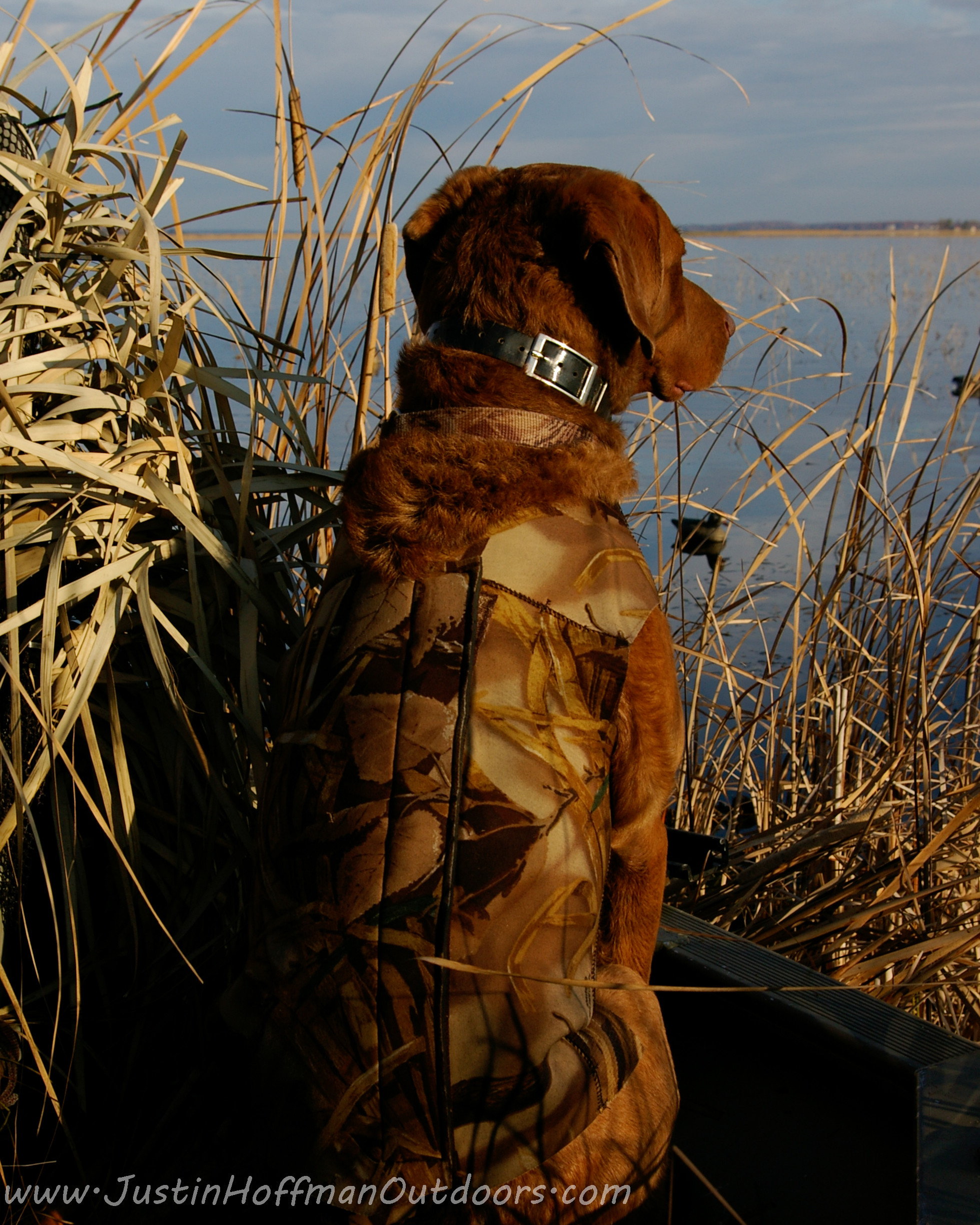 Hunting Dog Wallpaper (56+ images)