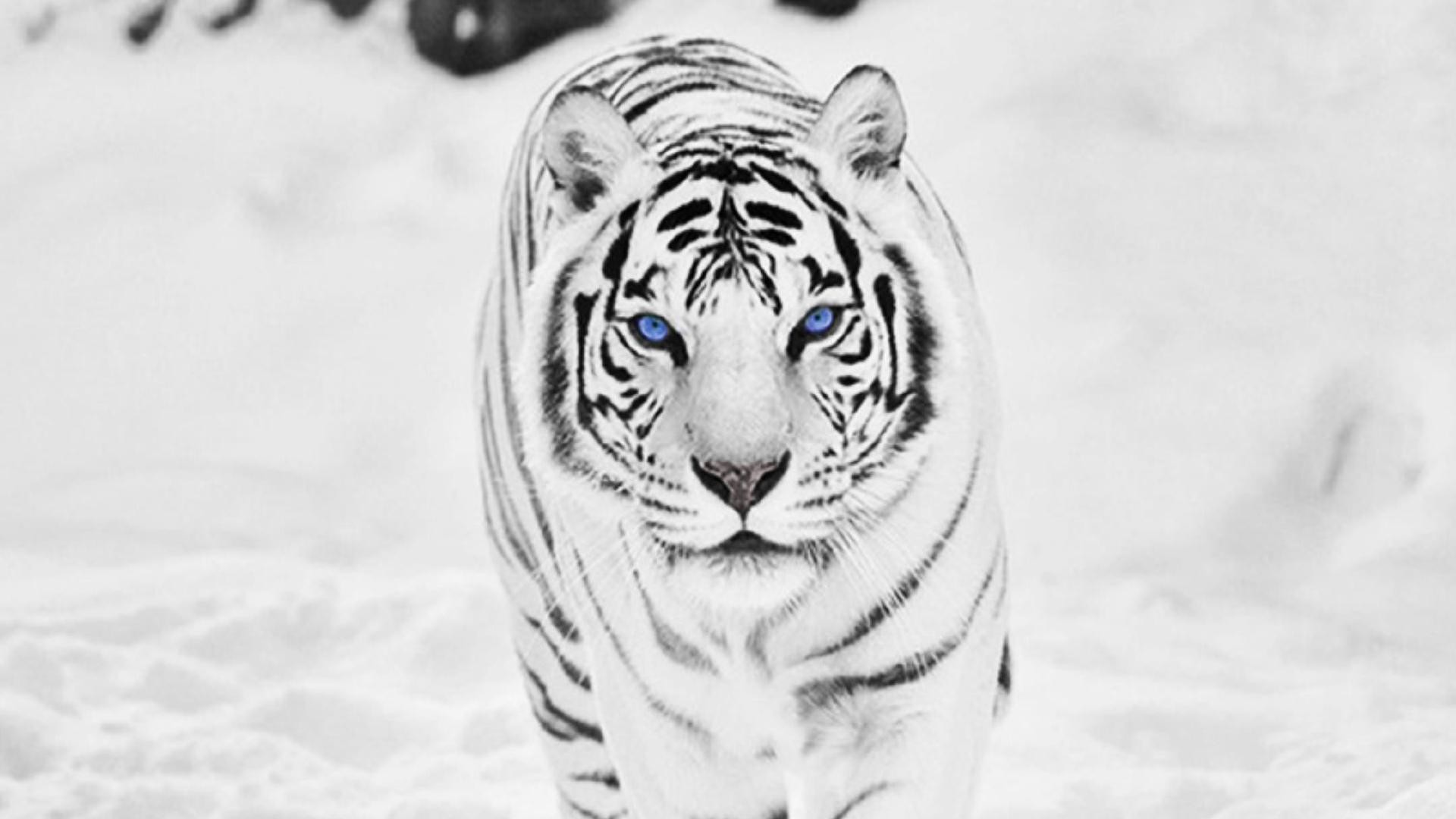 Black and White Tiger Wallpaper (60+ images)