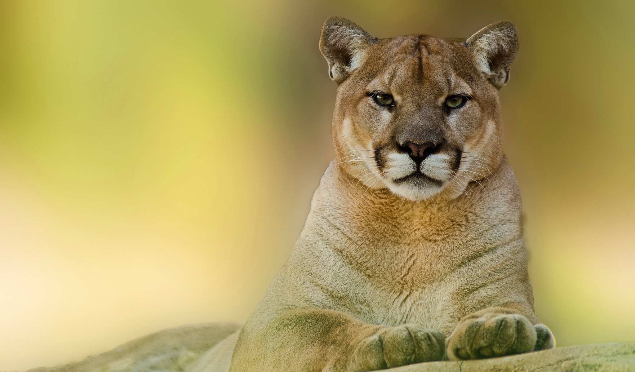 Pumas Wallpaper (62+ images)