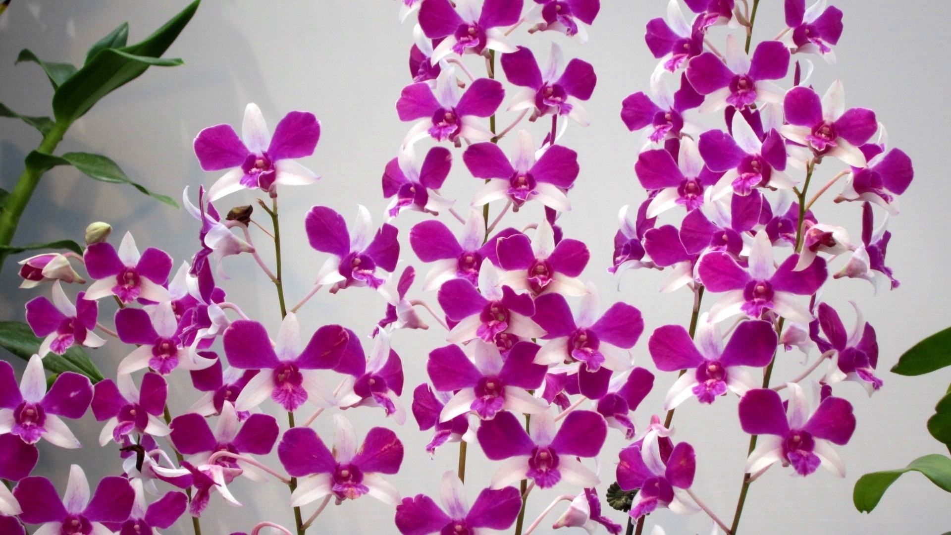 Beautiful Orchid Flower Wallpaper (43+ images)