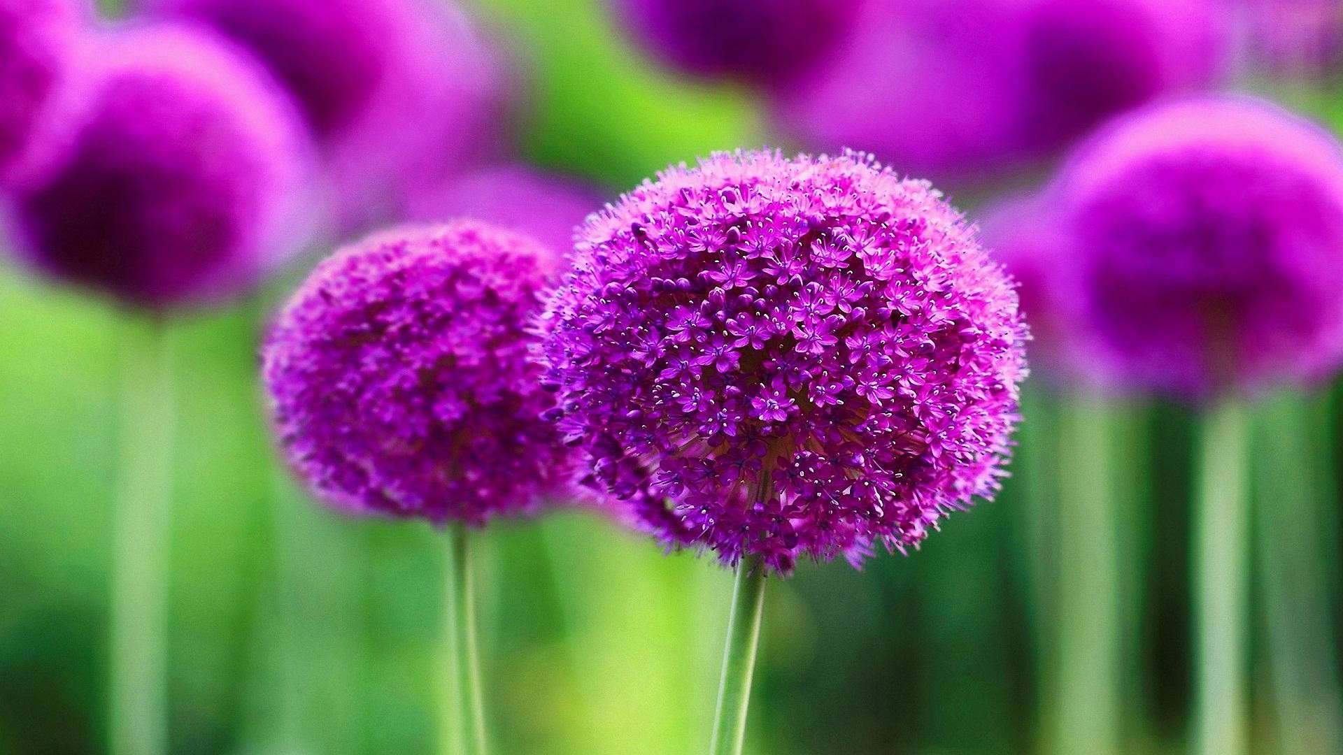 May Flowers Wallpaper HD Desktop (66+ images)