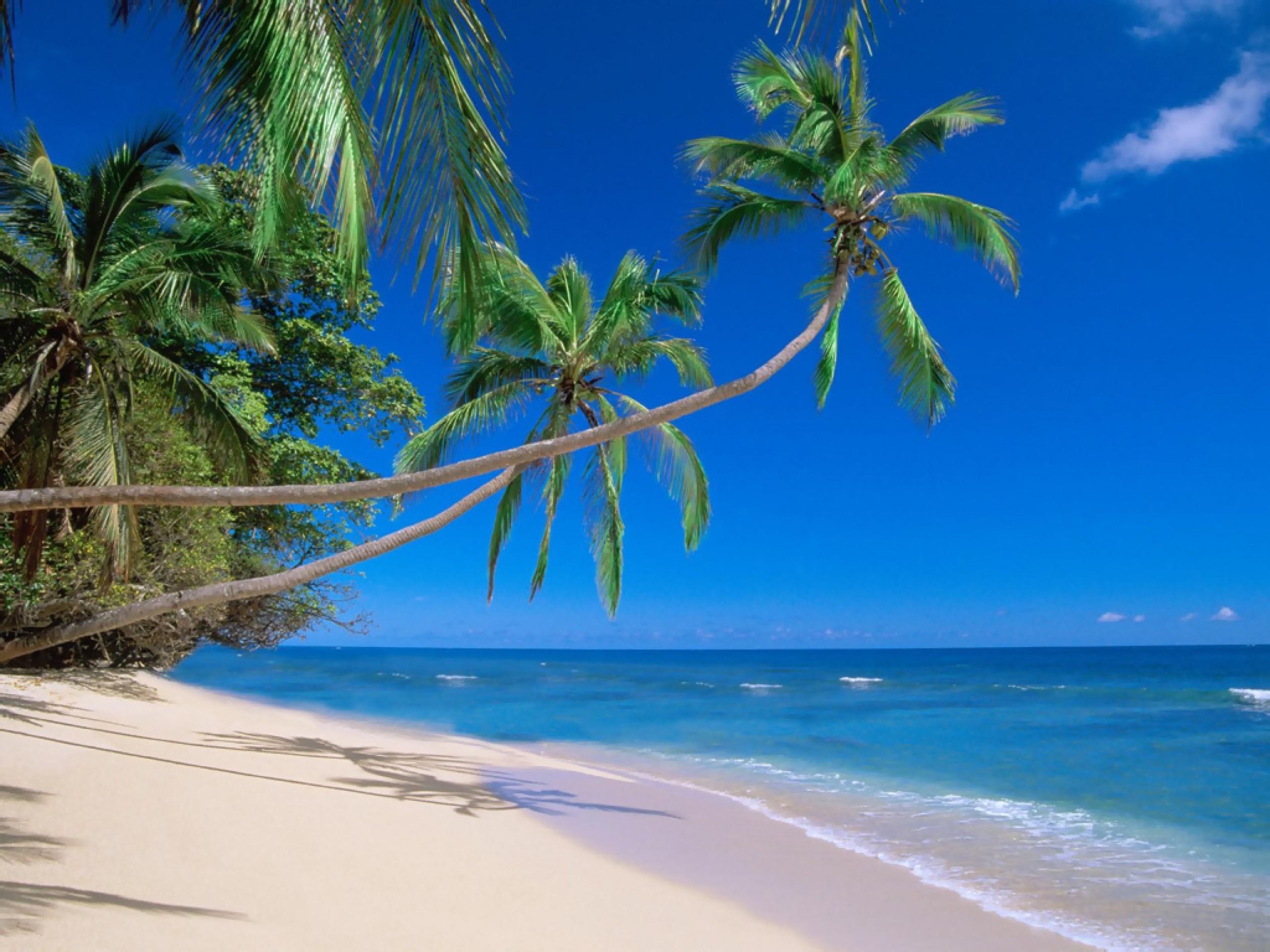 Beach Palm Trees Wallpapers (58+ images)