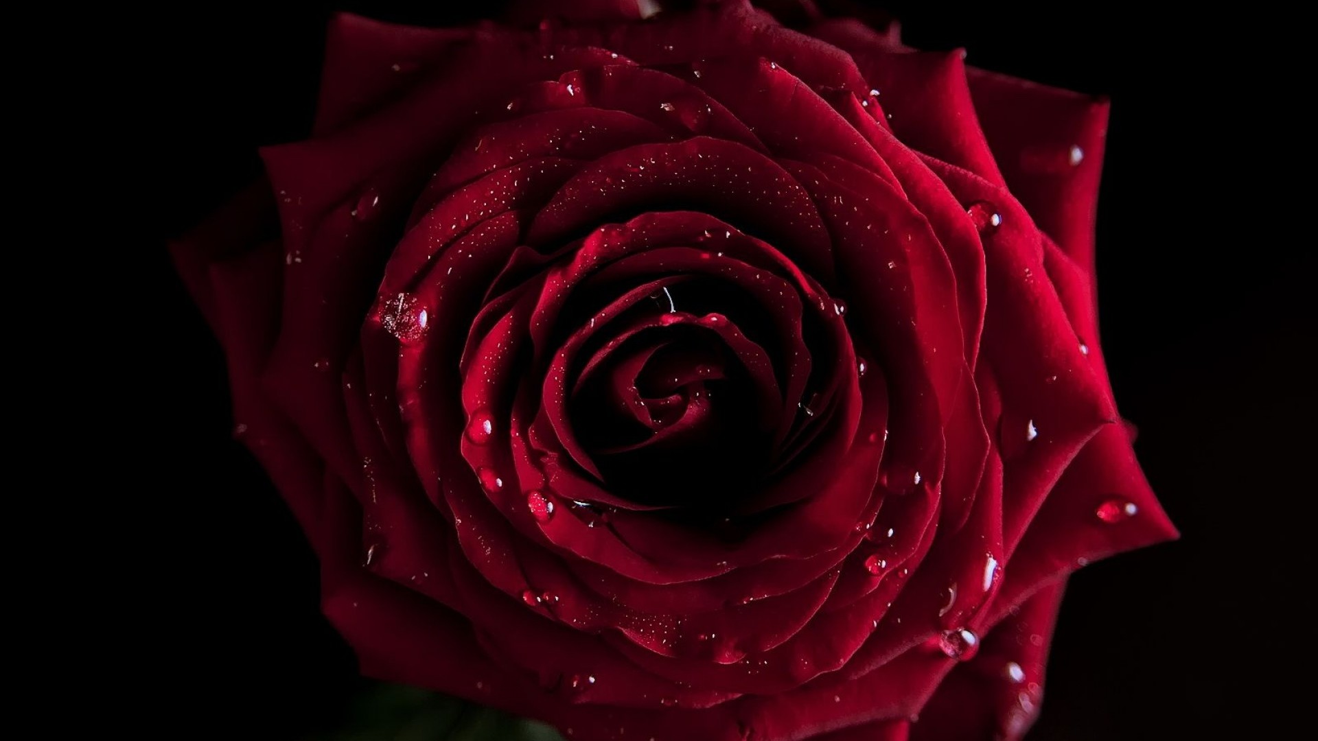 Red Rose Wallpaper (72+ images)