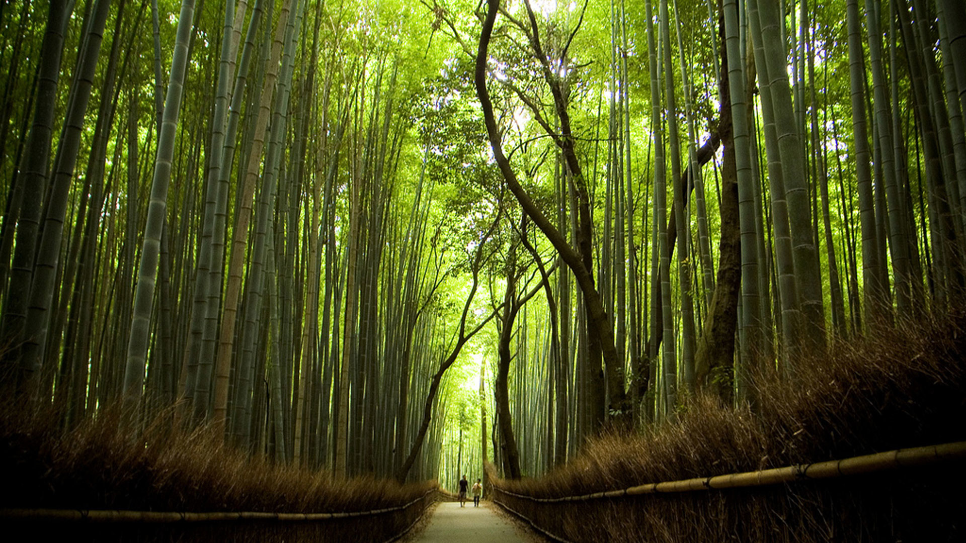 Bamboo Forest Japan Computer Wallpaper (51+ images)