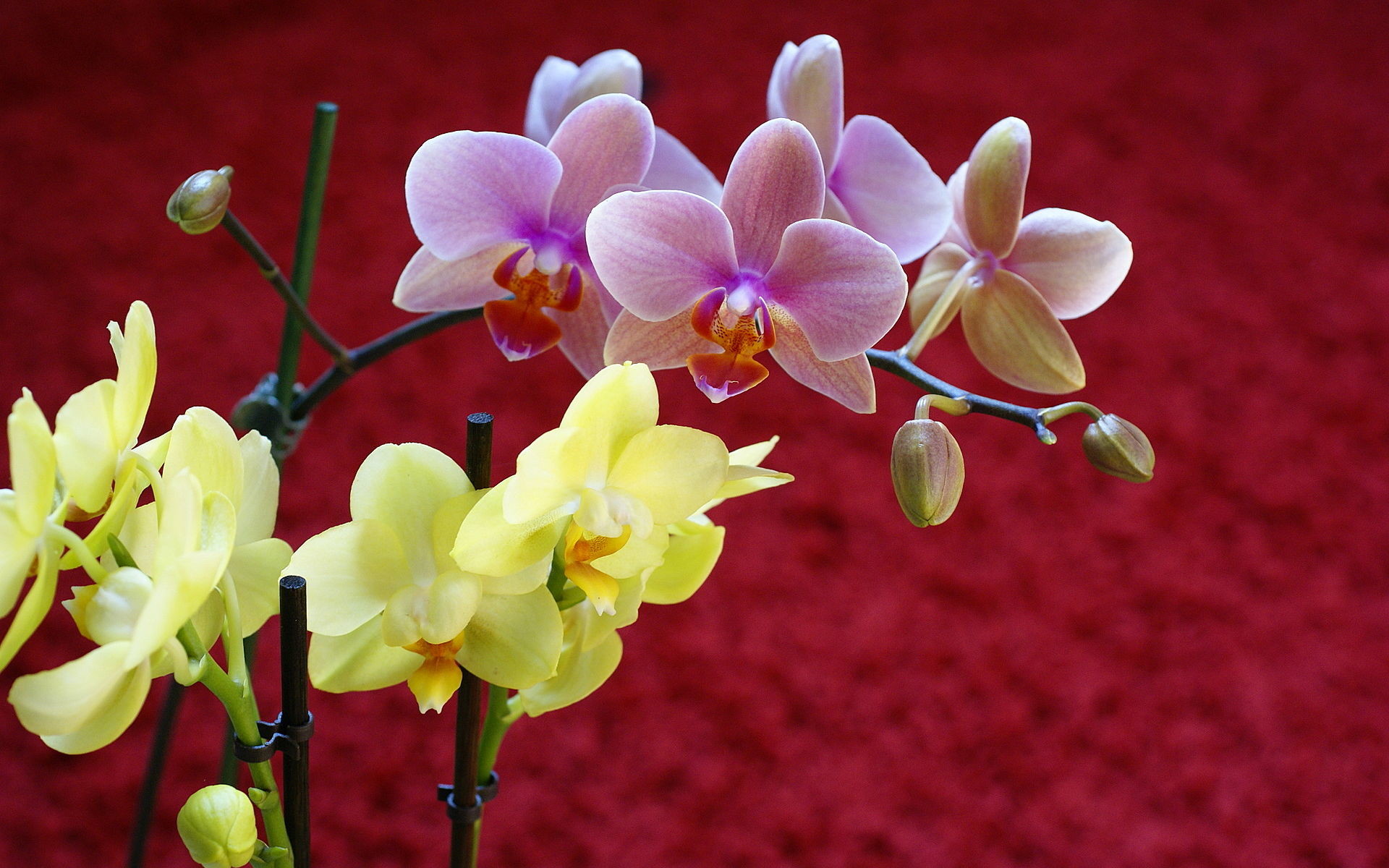 Beautiful Orchid Flower Wallpaper (43+ images)