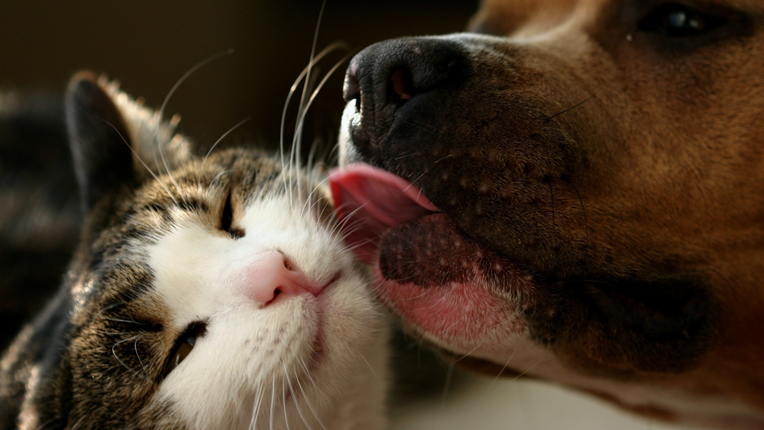 Cute Cats and Dogs Wallpaper (54+ images)