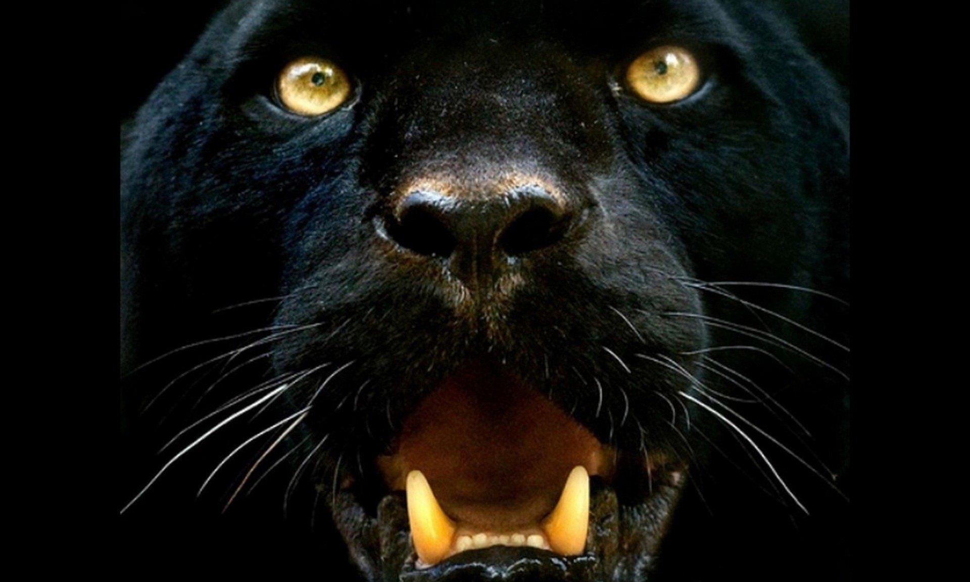 Black Leopard Wallpaper (71+ images)
