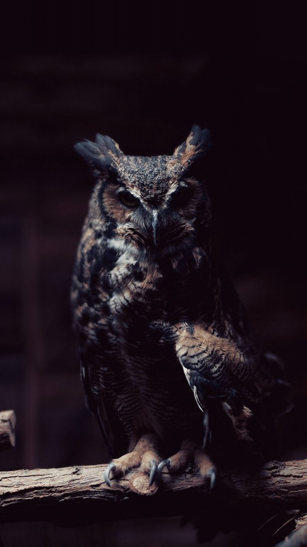 Owl IPhone Wallpaper (80+ images)
