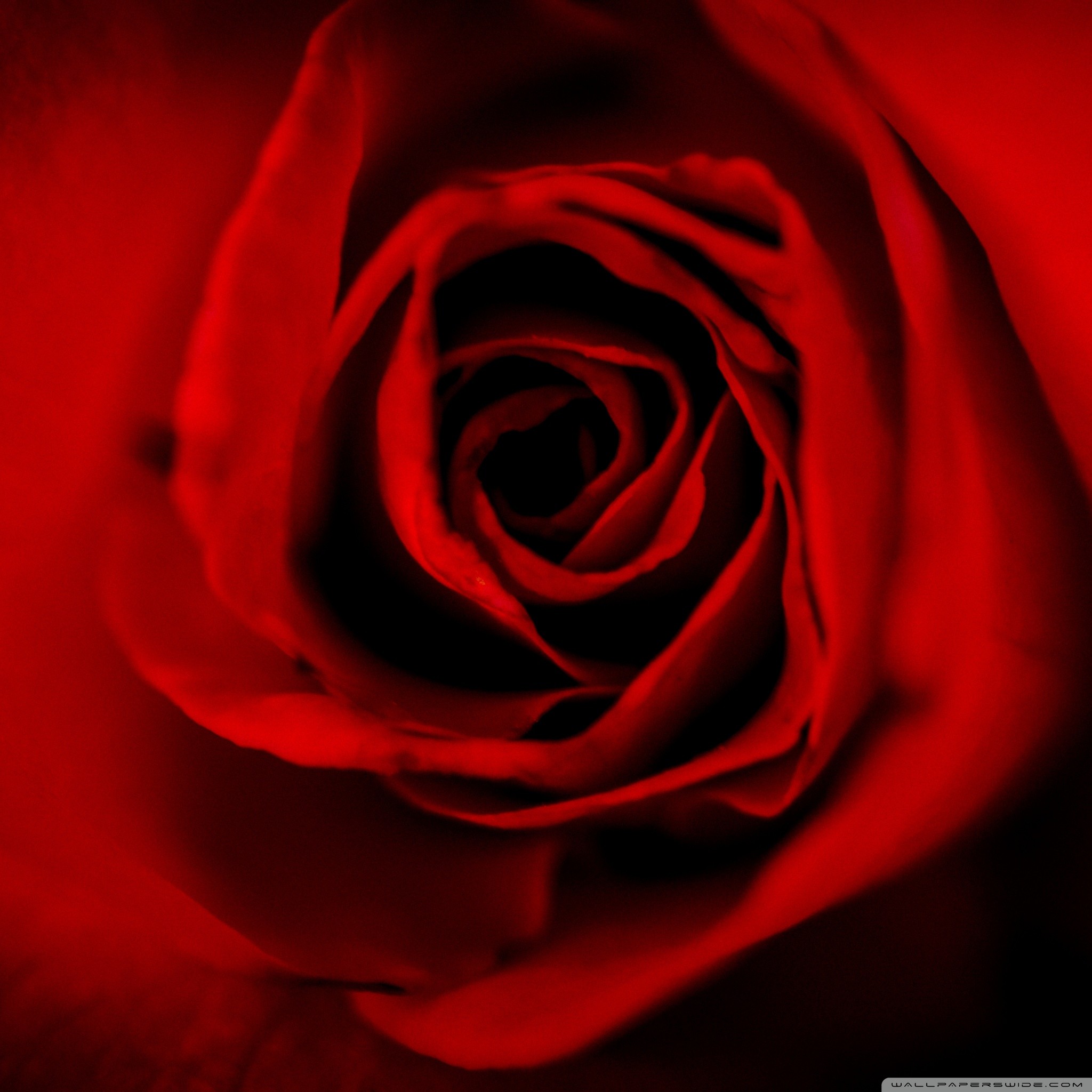 Red Rose Wallpaper (72+ images)