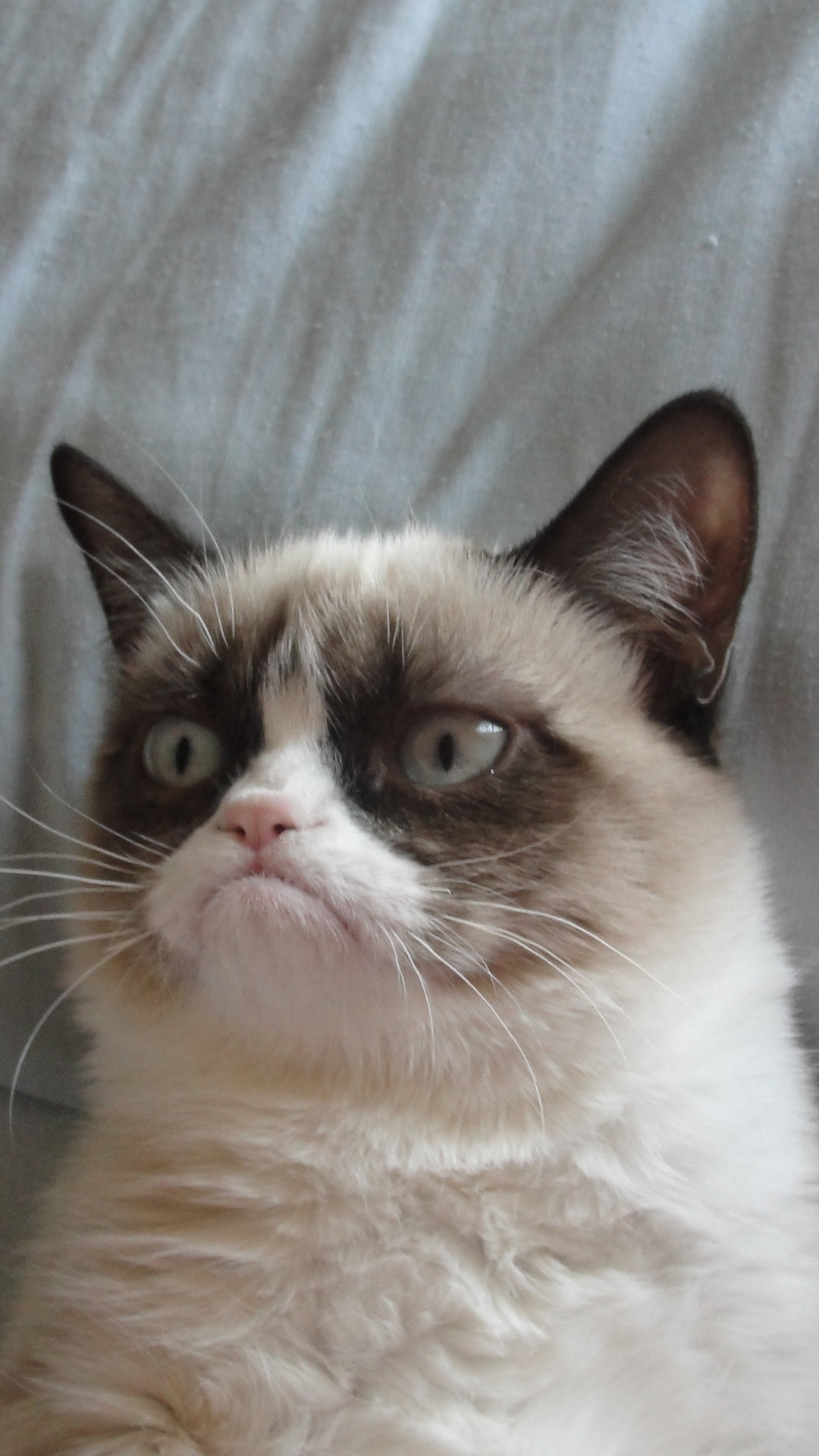 Grumpy Cat Wallpapers HD (61+ images)