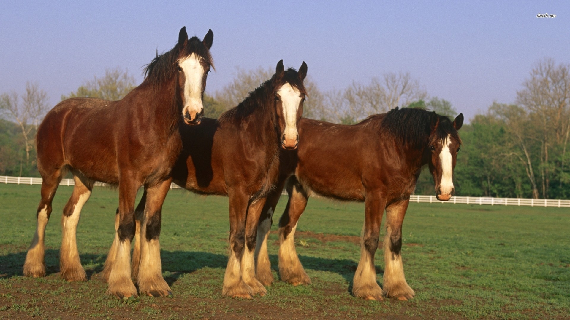 Clydesdale Horses Wallpaper (49+ images)