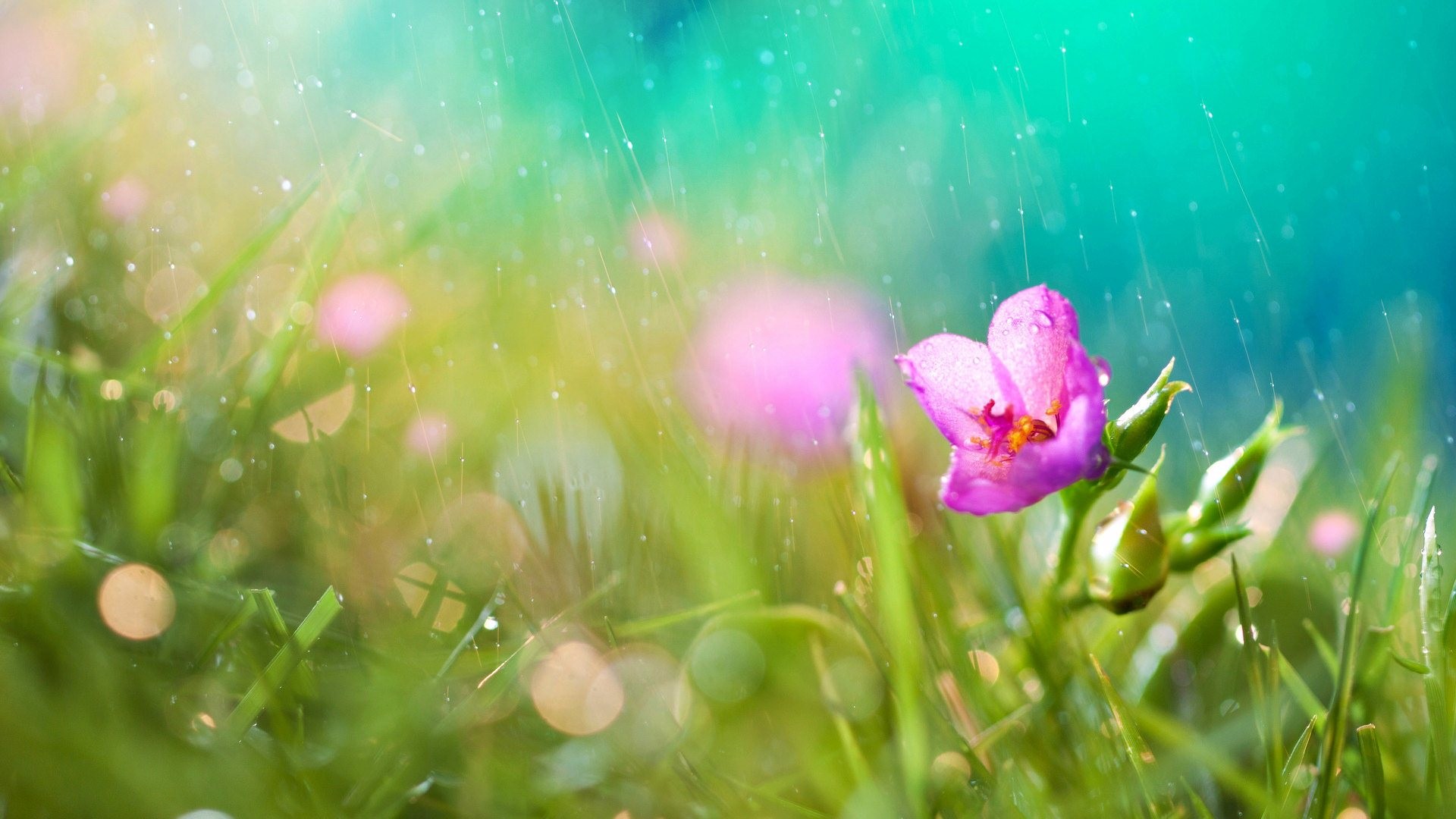 Spring Rain Wallpaper For Desktop (69+ images)