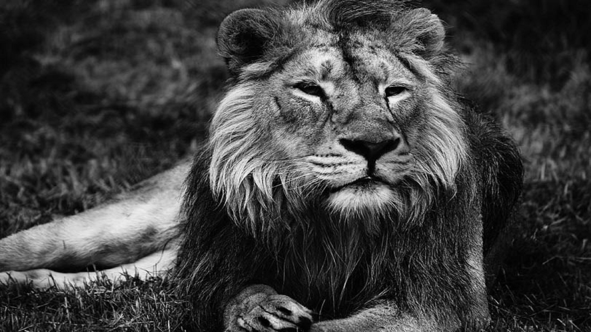 Lion Wallpaper Black and White (50+ images)