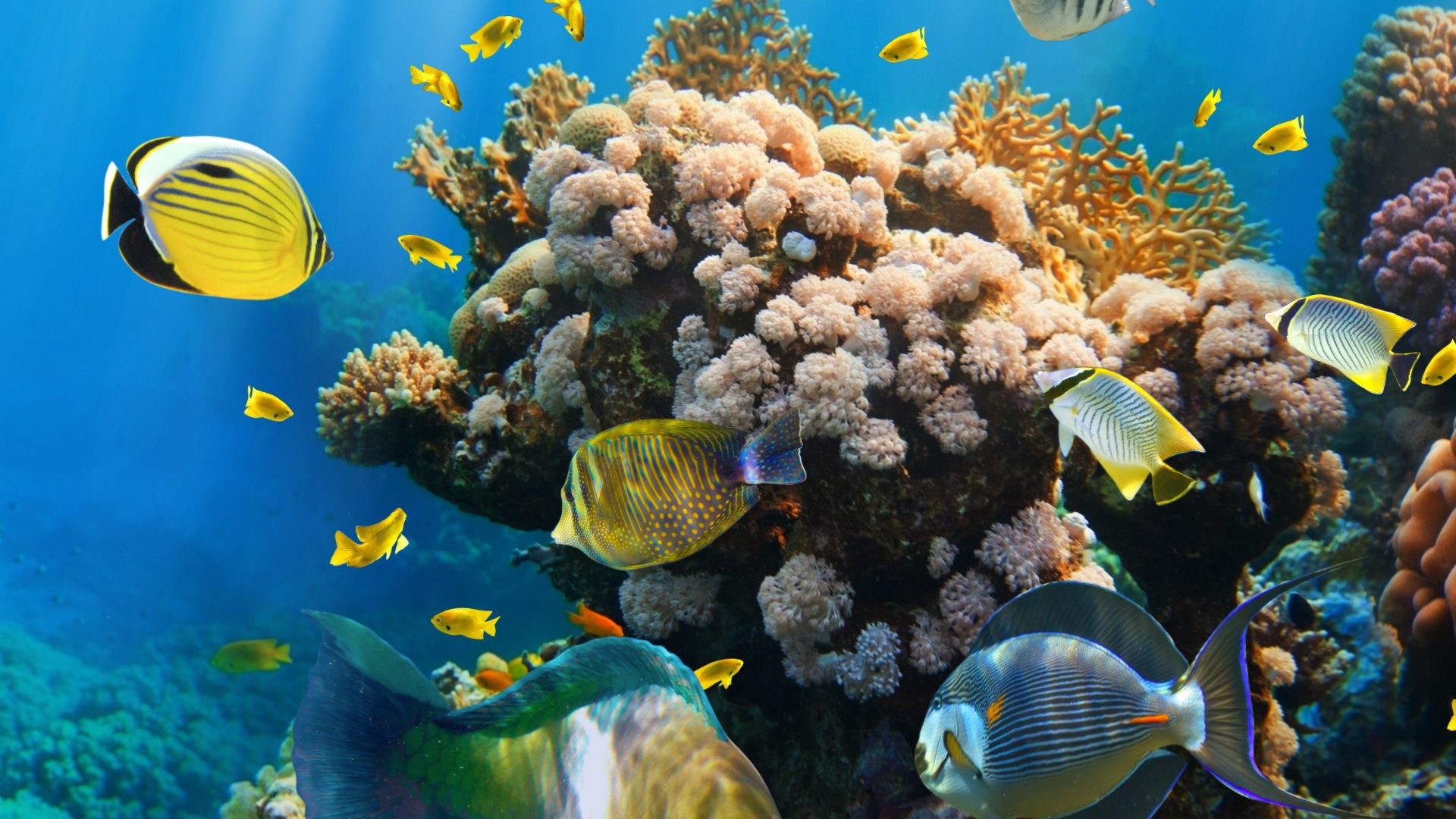 Coral Reef Wallpaper HD (65+ images)
