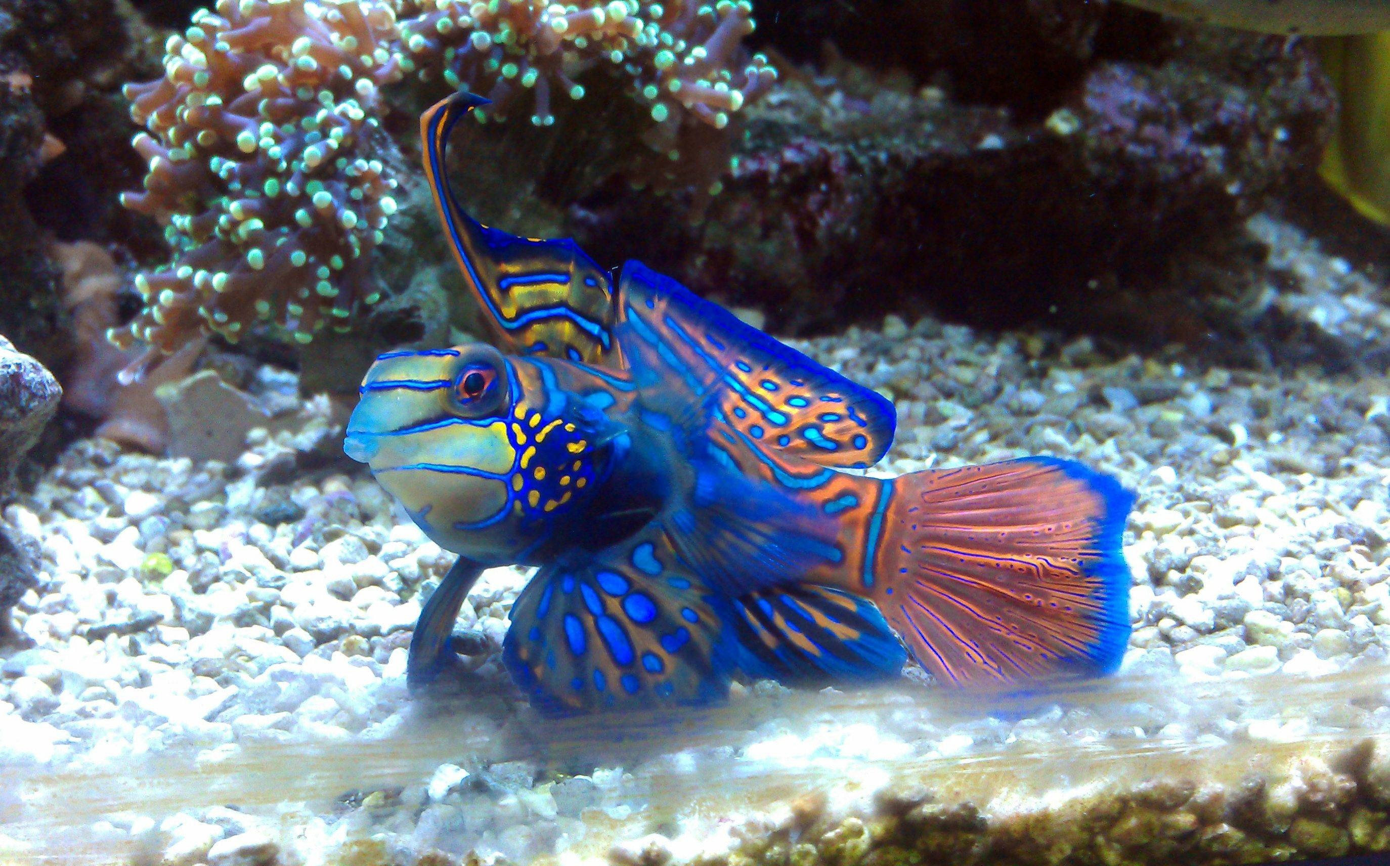 Saltwater Fish Wallpaper (58+ images)