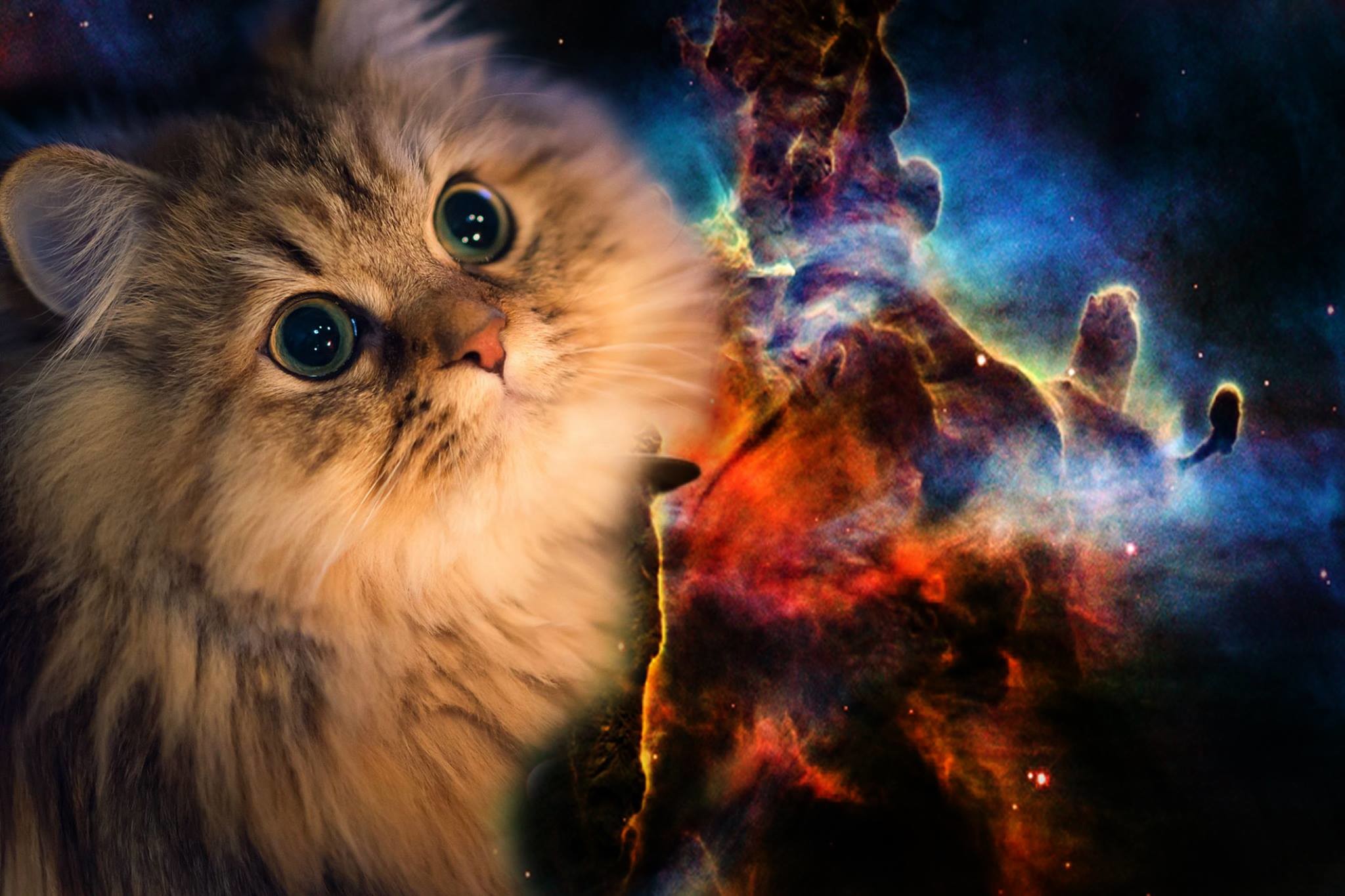 Galaxy Cat Wallpaper (69+ images)