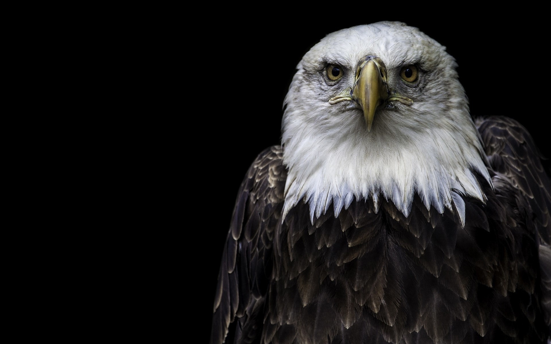 Bald Eagle Wallpapers (63+ images)