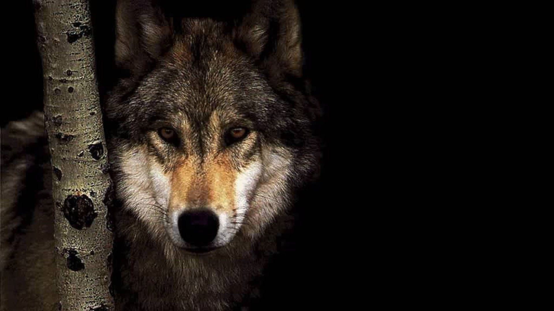 Live Wolf Wallpapers (50+ images)