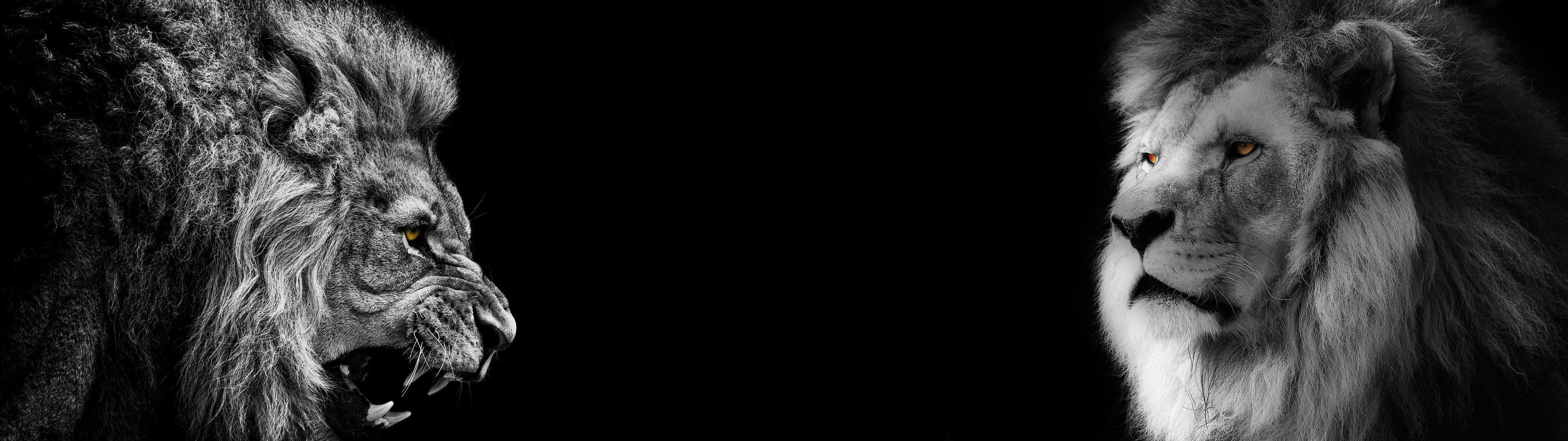 Lion Wallpaper Black and White (50+ images)