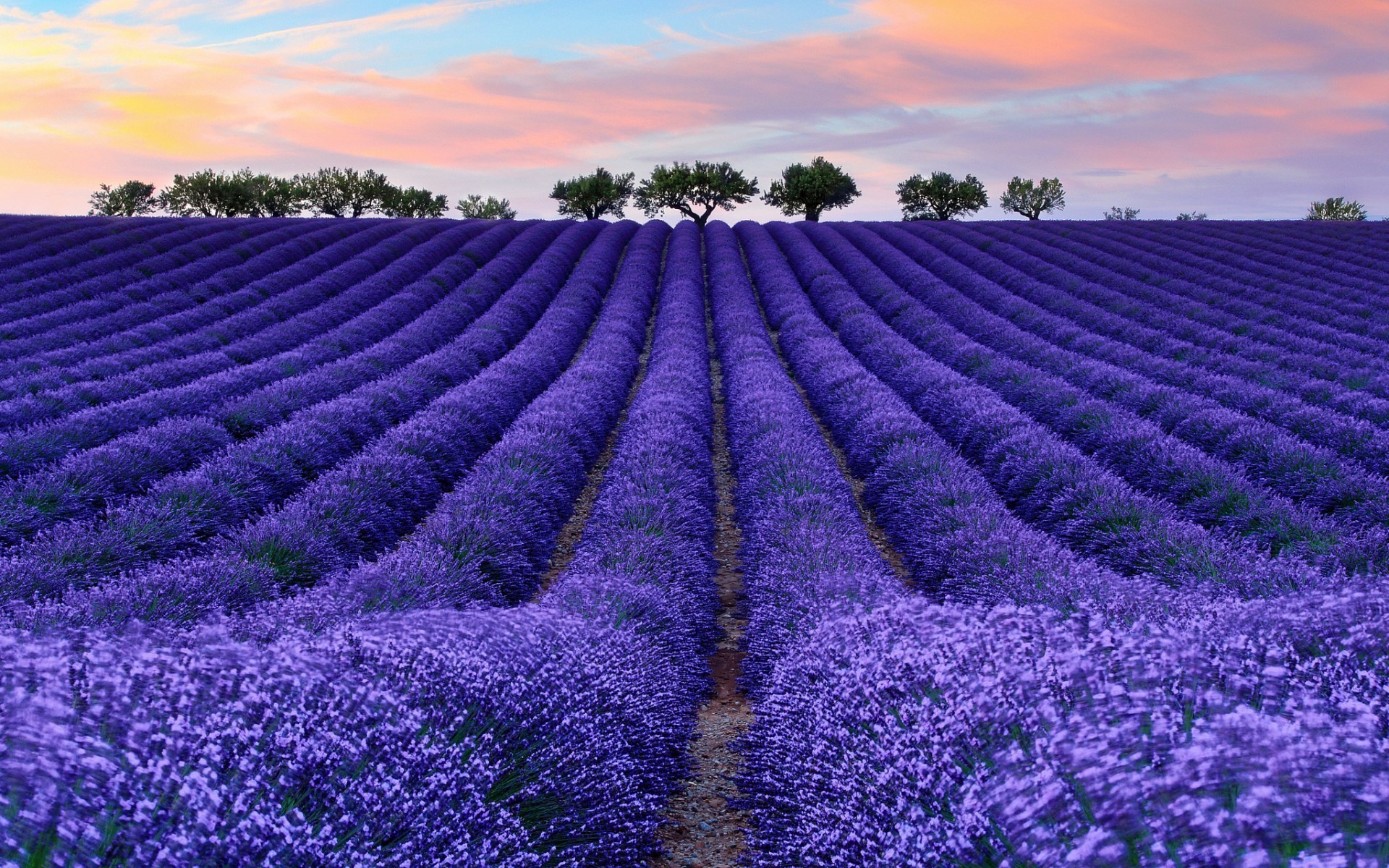 Lavender Wallpaper (64+ images)