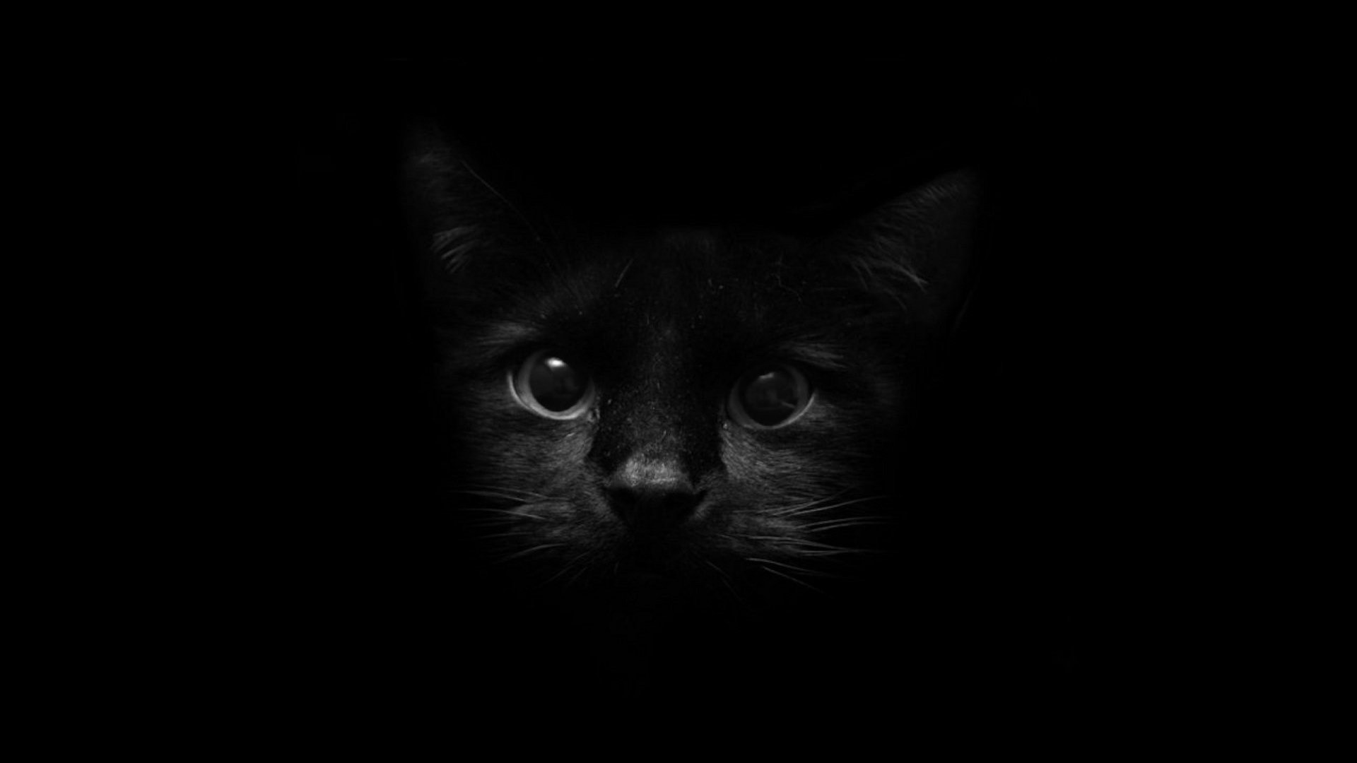 Black Cat Eyes Wallpaper (69+ images)