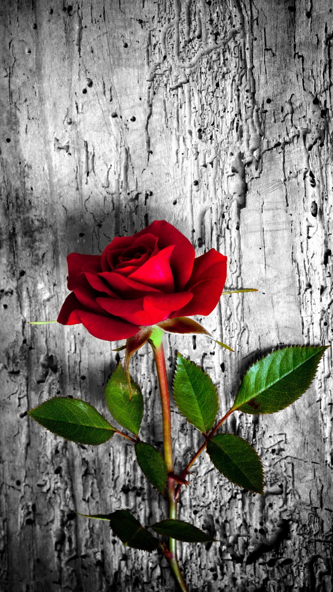 Rose Wallpaper for iPhone (87+ images)