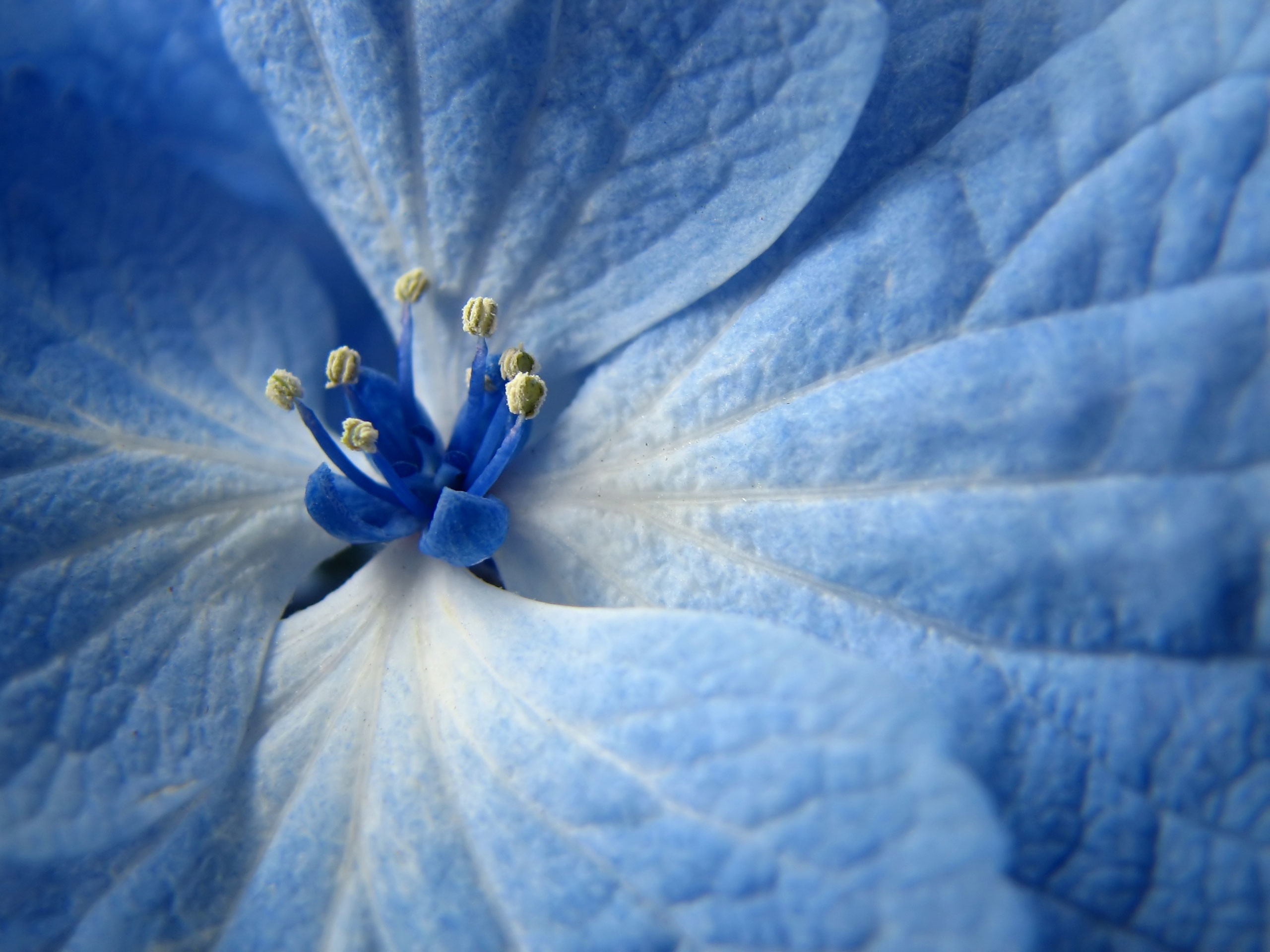 Light Blue Flower Wallpaper (59+ images)