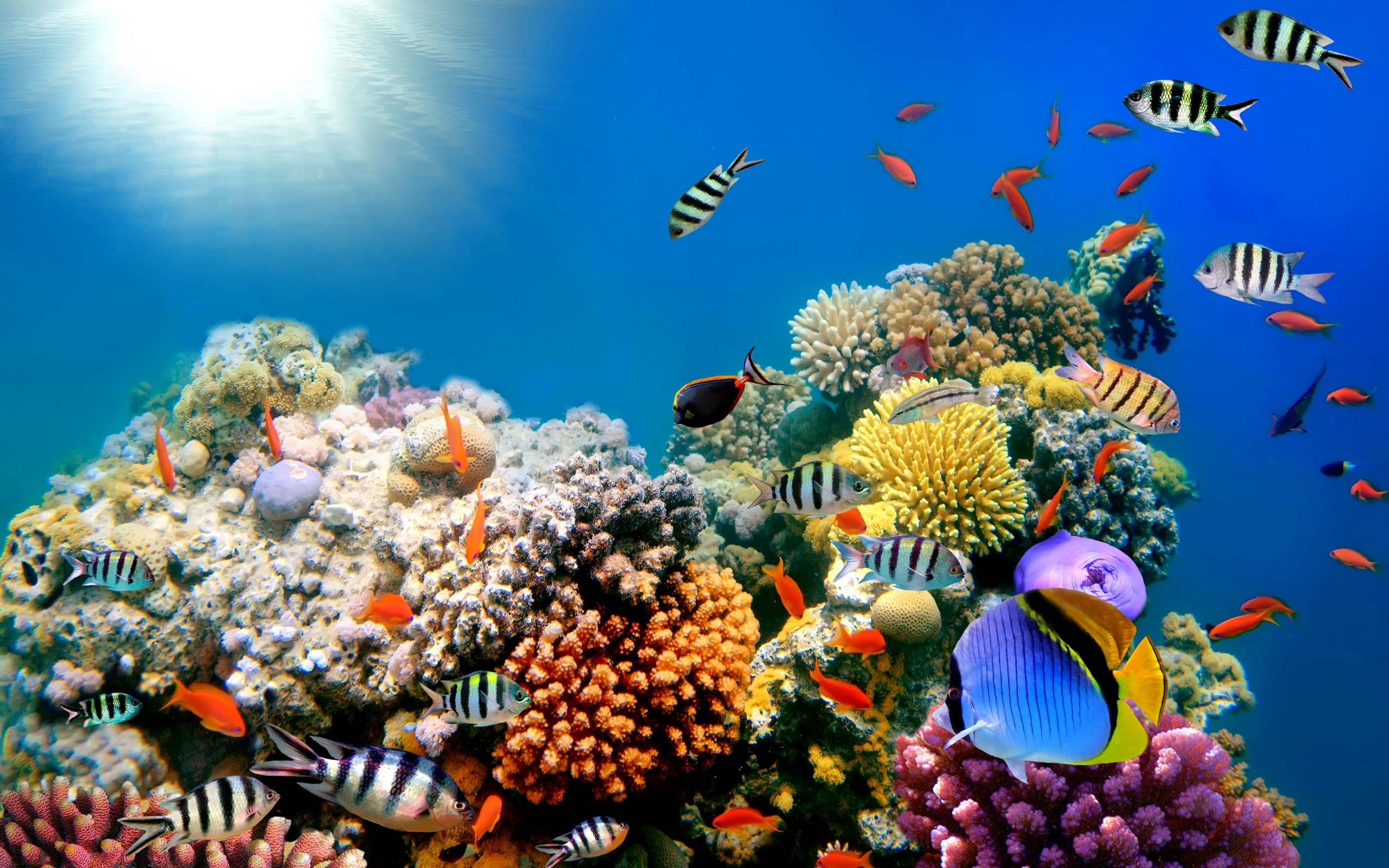 Colorful Coral Reef Wallpaper (50+ images)