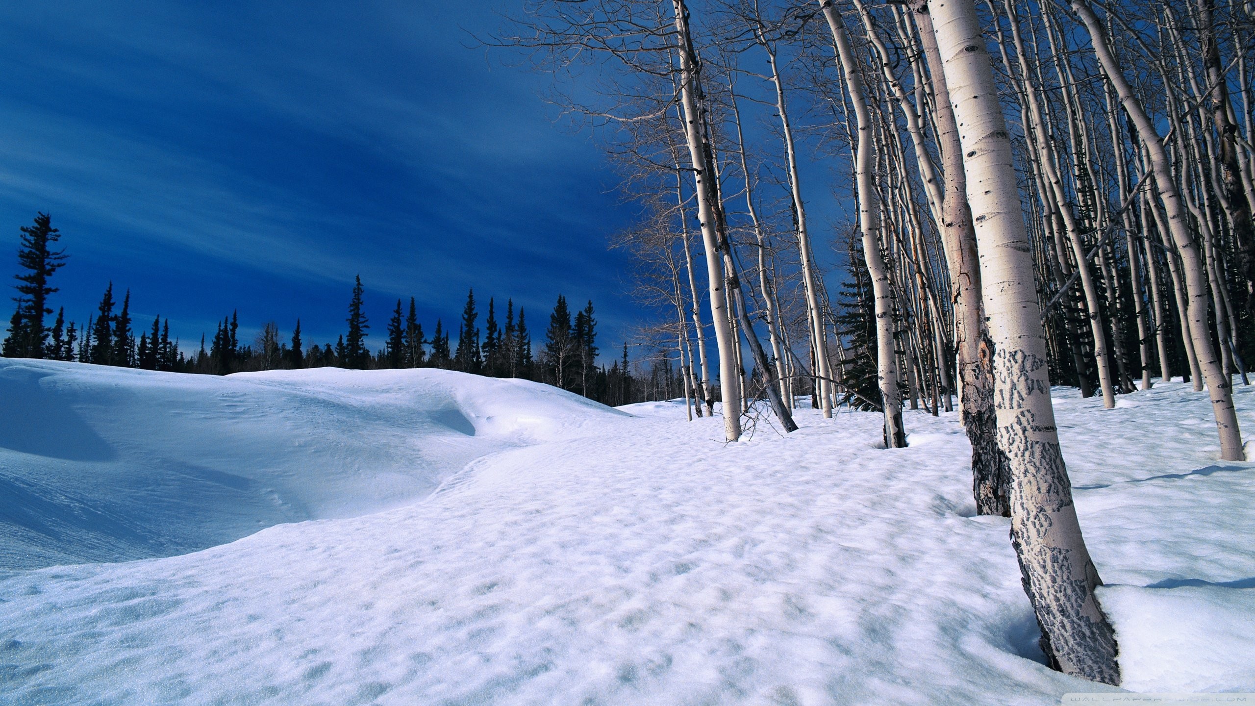 Winter Wallpaper and Screensavers (40+ images)