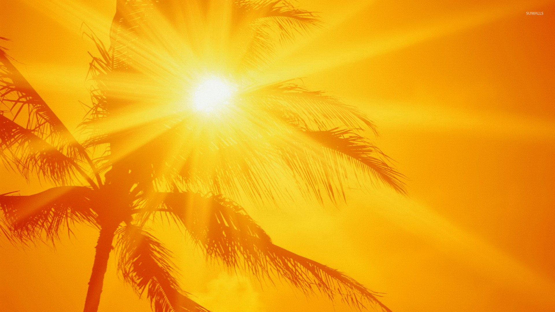 Palm Tree Wallpaper (68+ images)