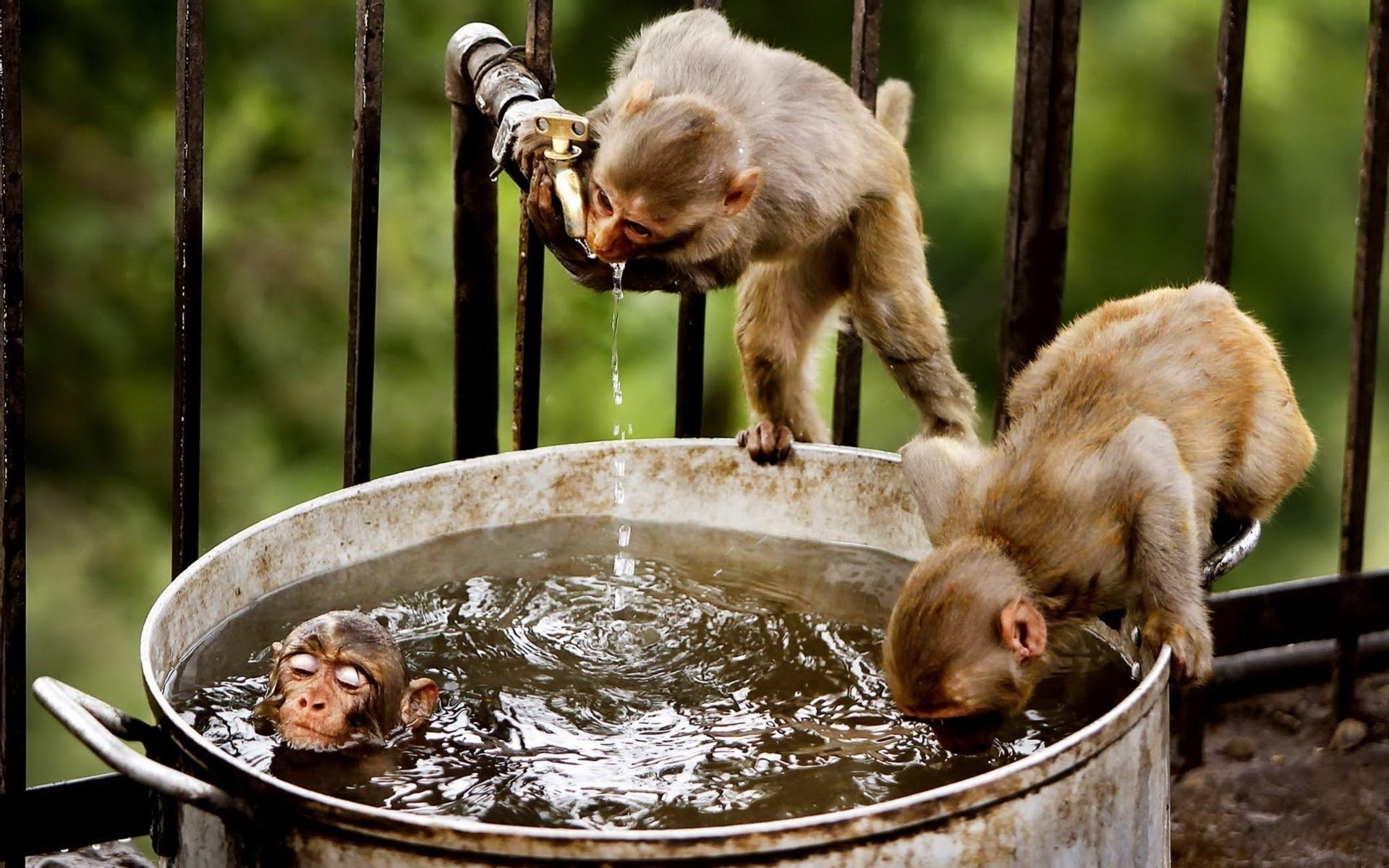 HD Funny Animal Wallpapers 1080p (60+ images)