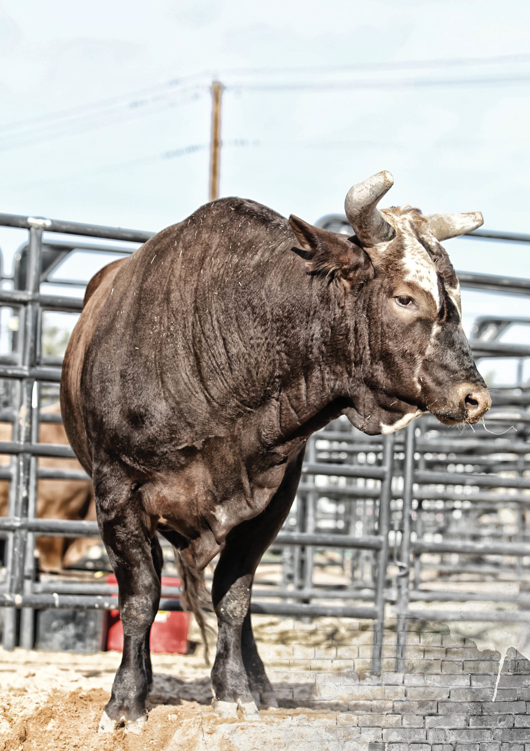 Pbr Bull Riding Wallpaper (69+ images)