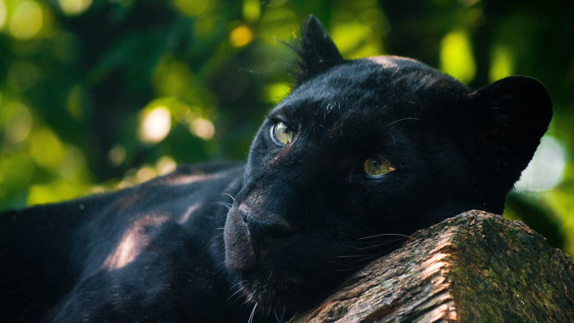 Black Panther Blue Eyes Wallpaper (60+ images)