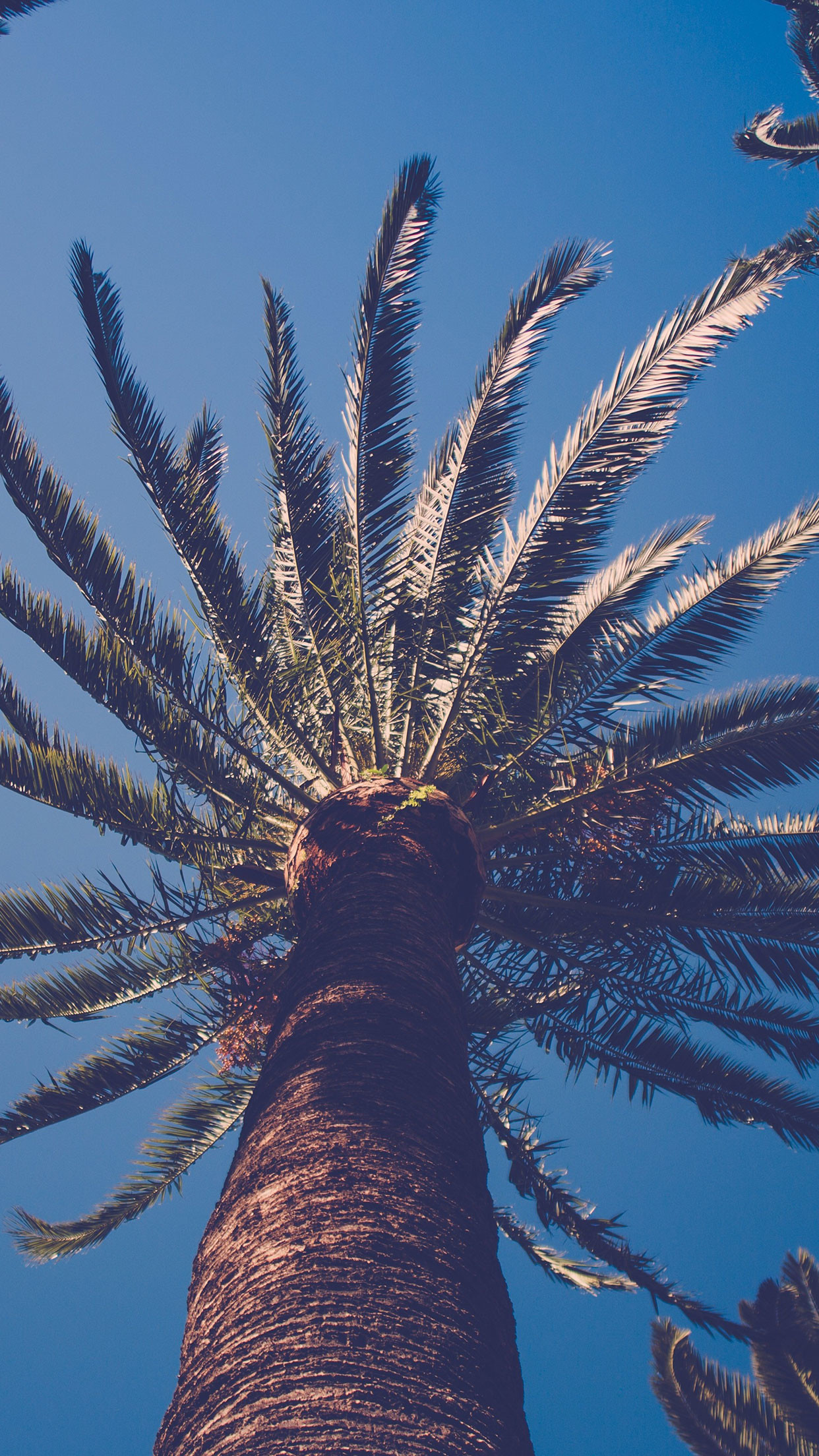 Palm Tree IPhone Wallpaper (67+ images)