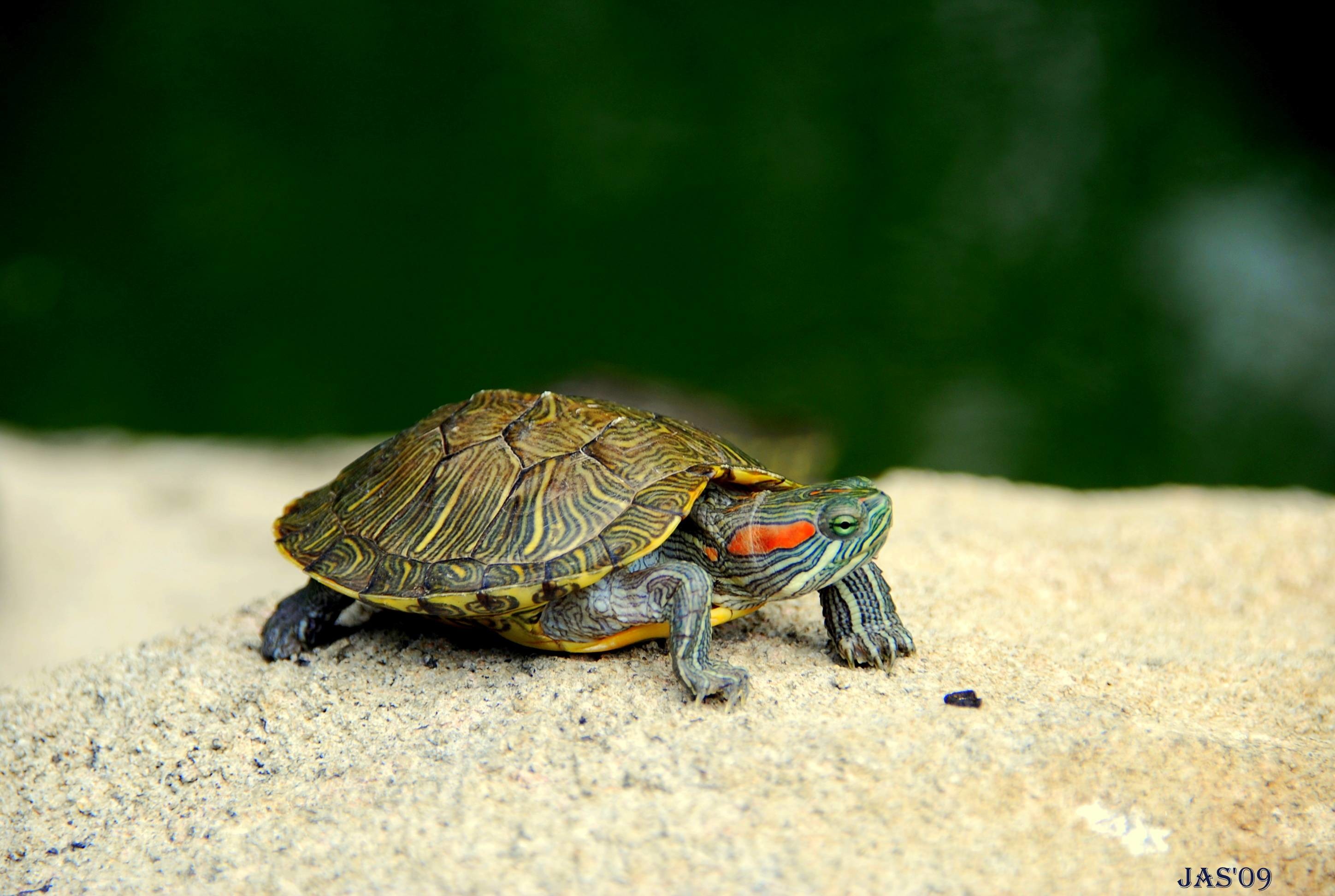 Baby Turtle Wallpaper (54+ images)